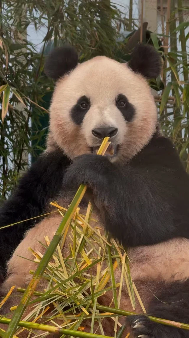 Ai Bao, a giant panda