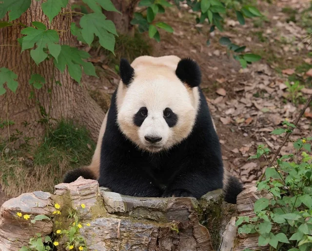 Ailian, a giant panda