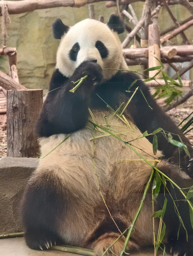 Ailin, a giant panda