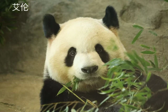 Ai Lun, a giant panda