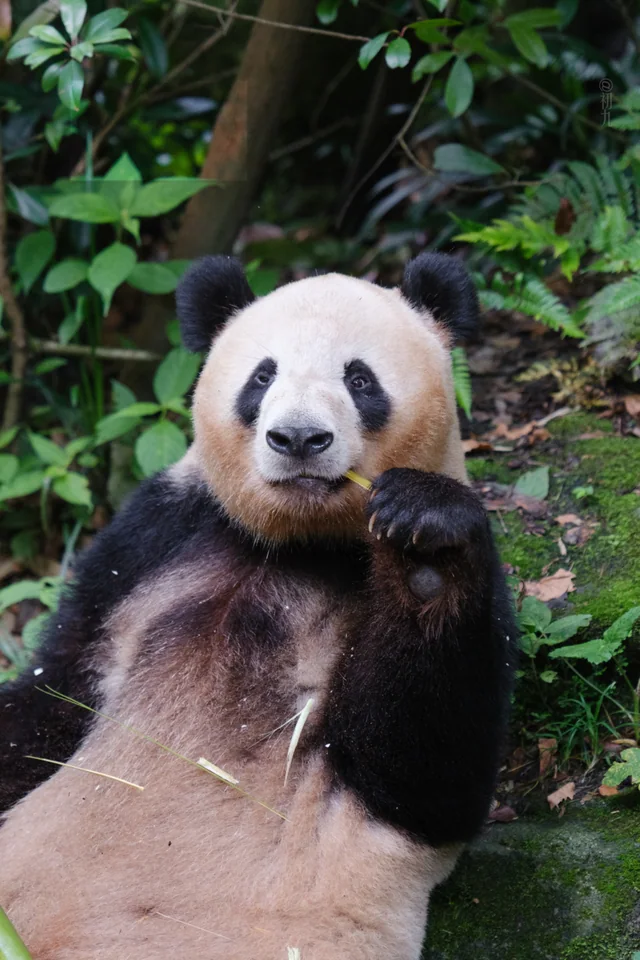 Aimi, a giant panda
