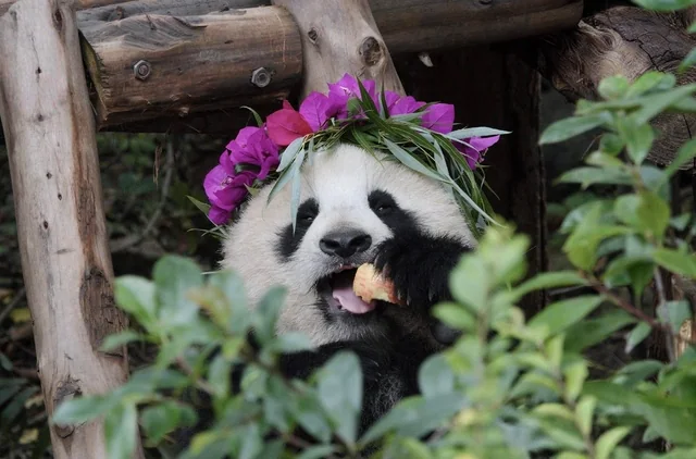 Aini, a giant panda