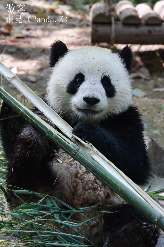 Aoke, a giant panda
