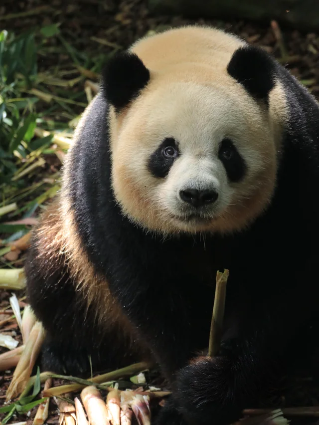 Aoliao, a giant panda