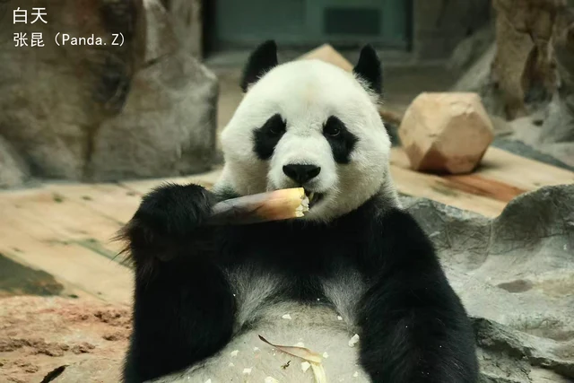 Baitian, a giant panda