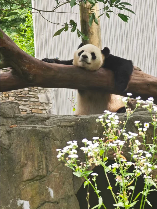 Baoquan, a giant panda