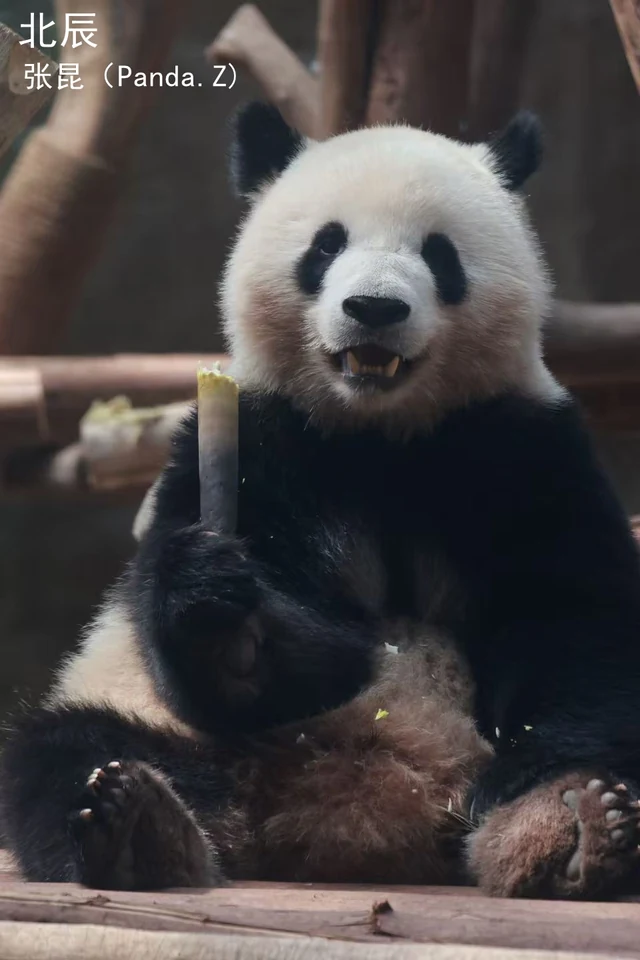 Beichen, a giant panda