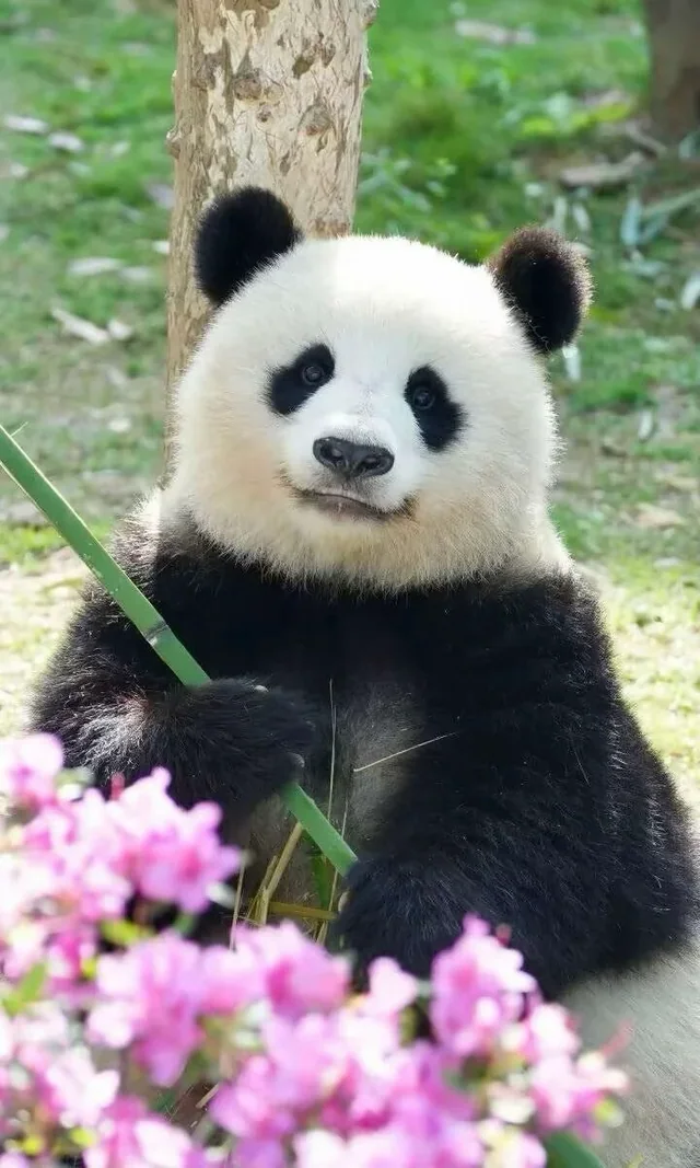 Beichuan, a giant panda