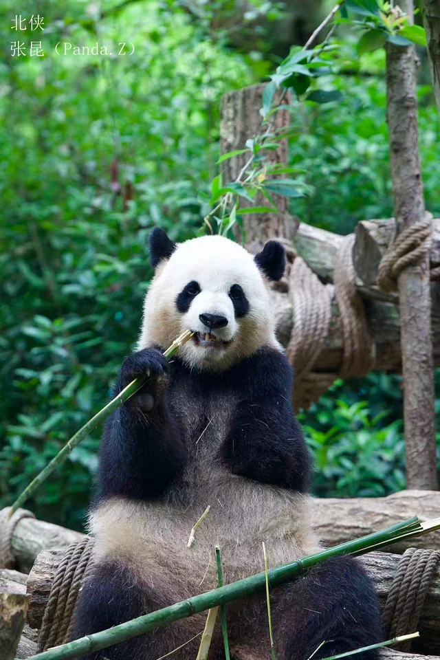 Beixia, a giant panda