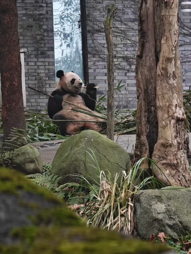 Bingjing, a giant panda