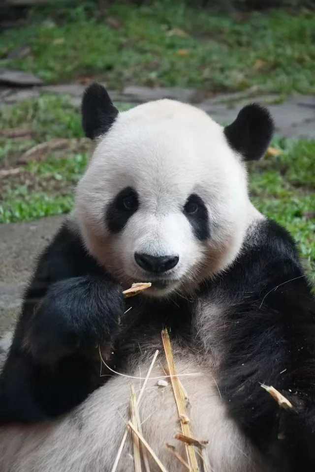 Cai Tao, a giant panda