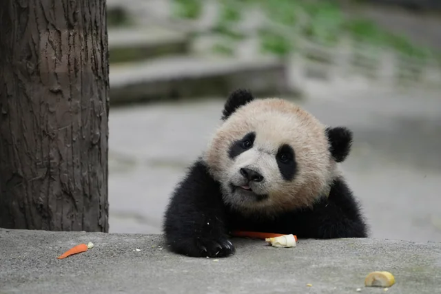 Caiwei, a giant panda