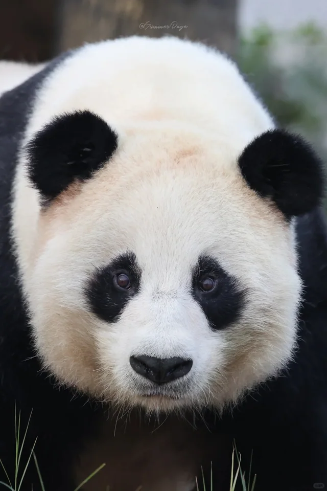 Caocao, a giant panda