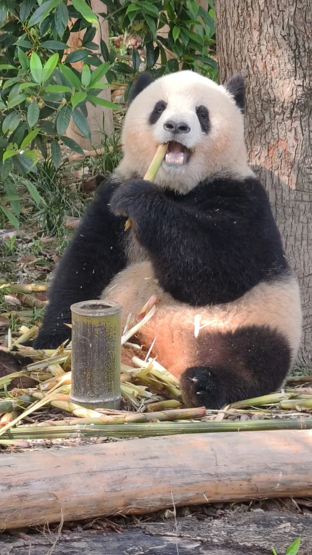 Chaochao, a giant panda