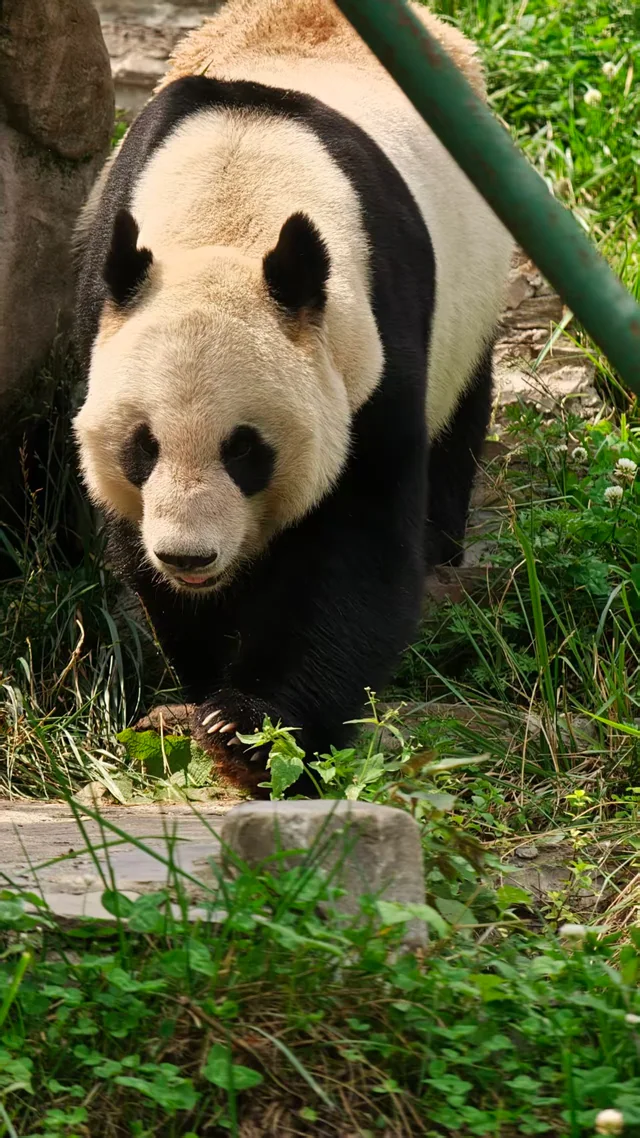 Chaotianjiao, a giant panda