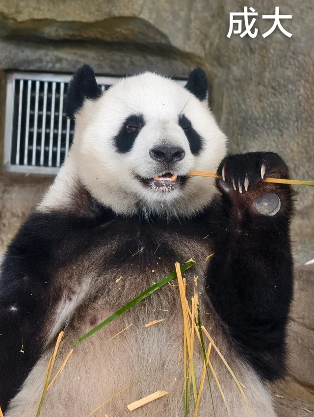 Cheng Da, a giant panda