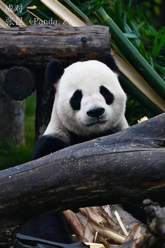Cheng Dui, a giant panda
