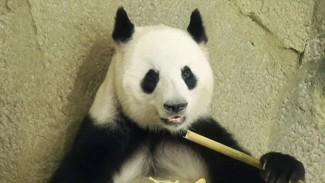 Cheng Gong, a giant panda