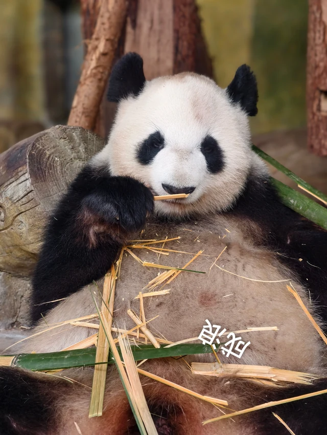 Chenglang, a giant panda