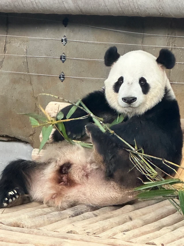 Chenxing, a giant panda