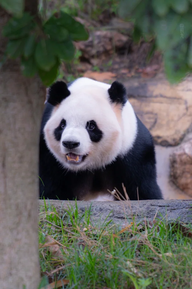 Chunsheng, a giant panda