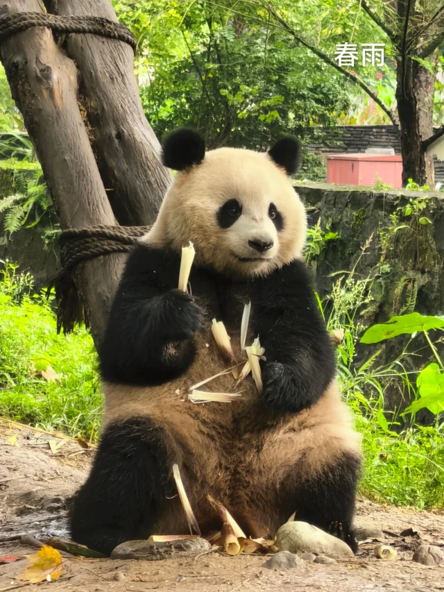 Chunyu, a giant panda
