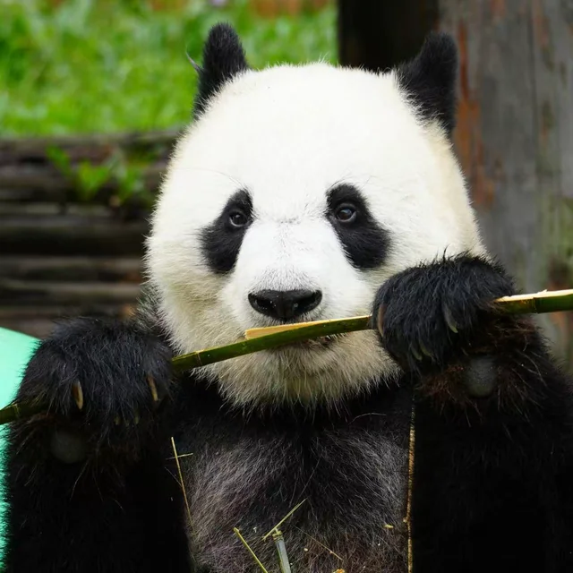 Chuxin, a giant panda