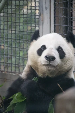 Didi, a giant panda