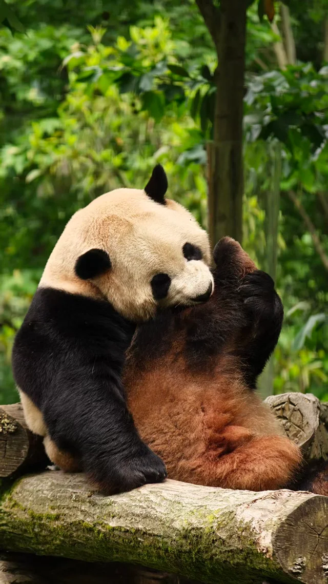 Doudou, a giant panda