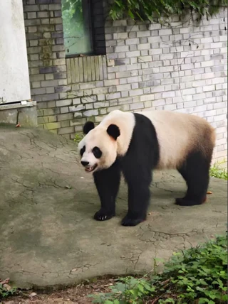 Enen, a giant panda