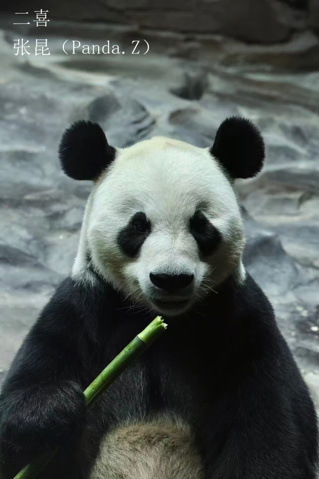 Erxi, a giant panda