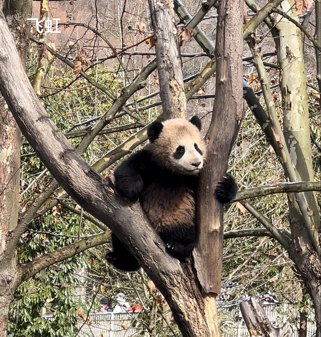 Fei Hong, a giant panda