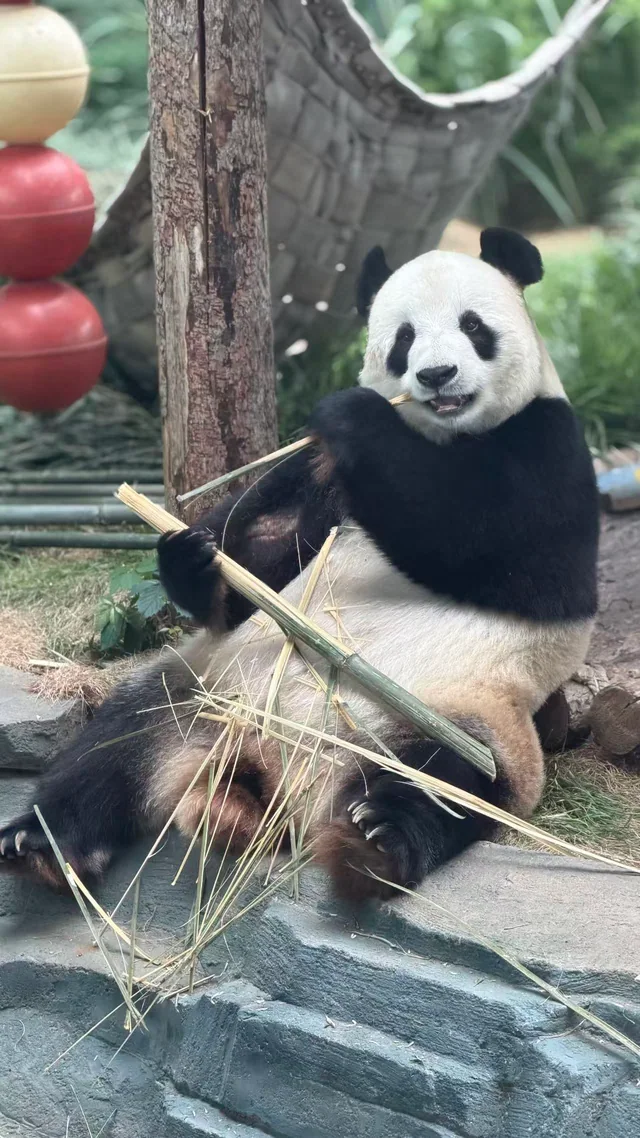 Feiyun, a giant panda