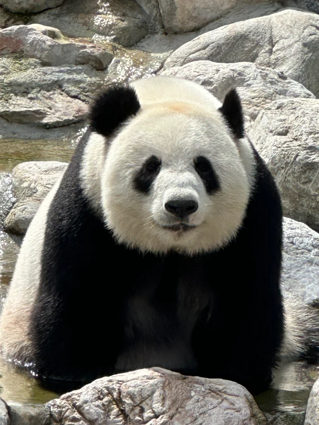 Feng Yi, a giant panda