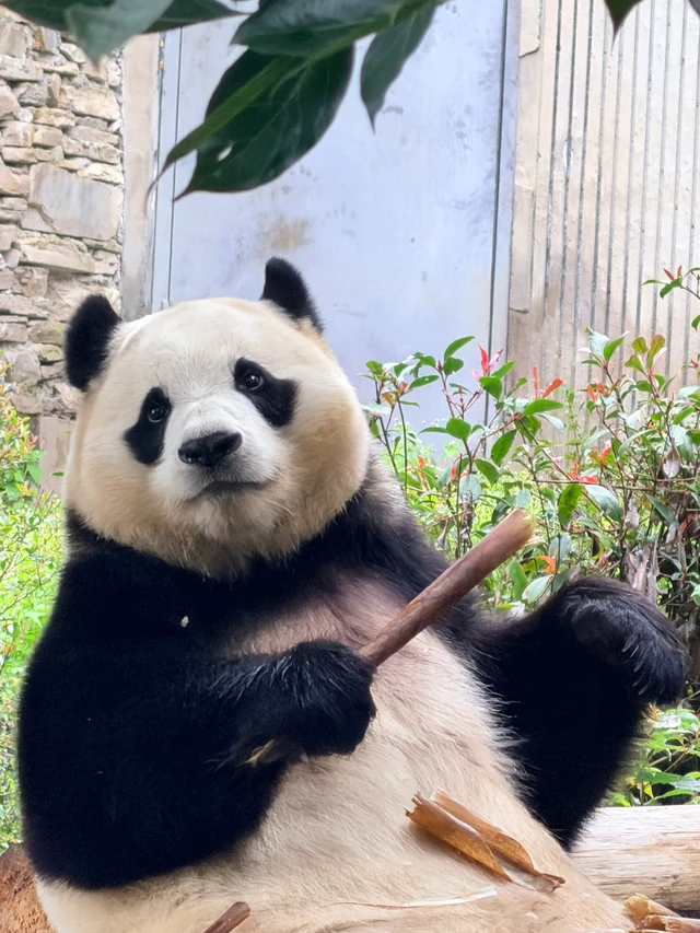 Fu Bao, a giant panda