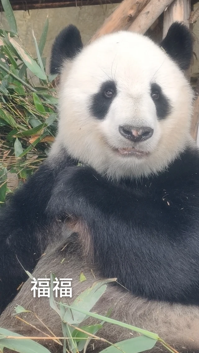 Fufu, a giant panda
