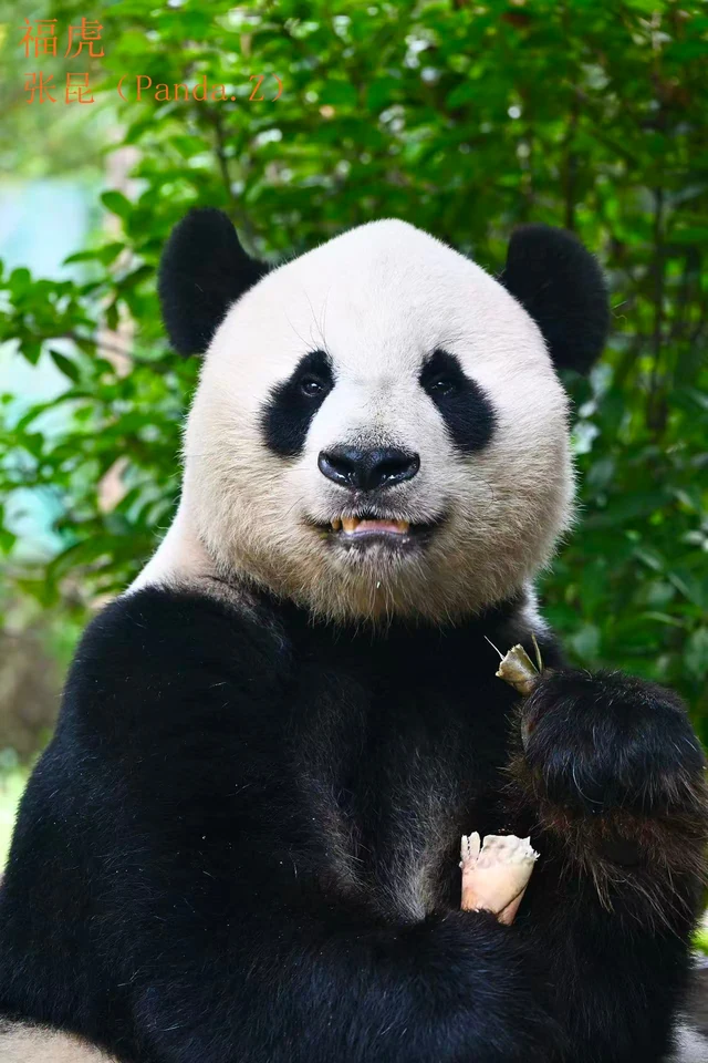 Fuhu, a giant panda