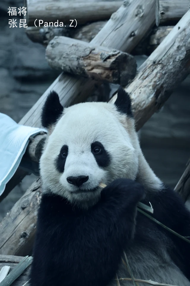 Fujiang, a giant panda