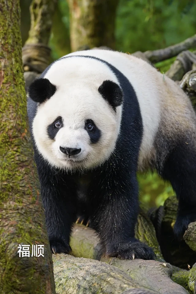 Fushun, a giant panda