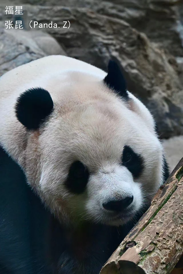 Fuxing, a giant panda