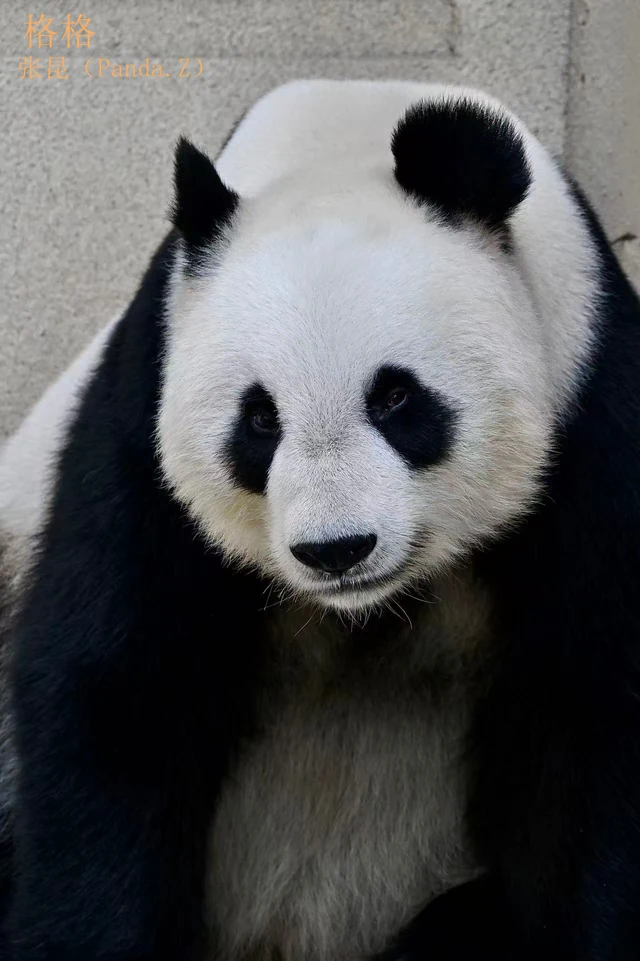 Gege, a giant panda