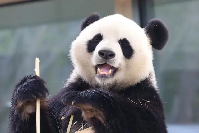 Haoyue, a giant panda