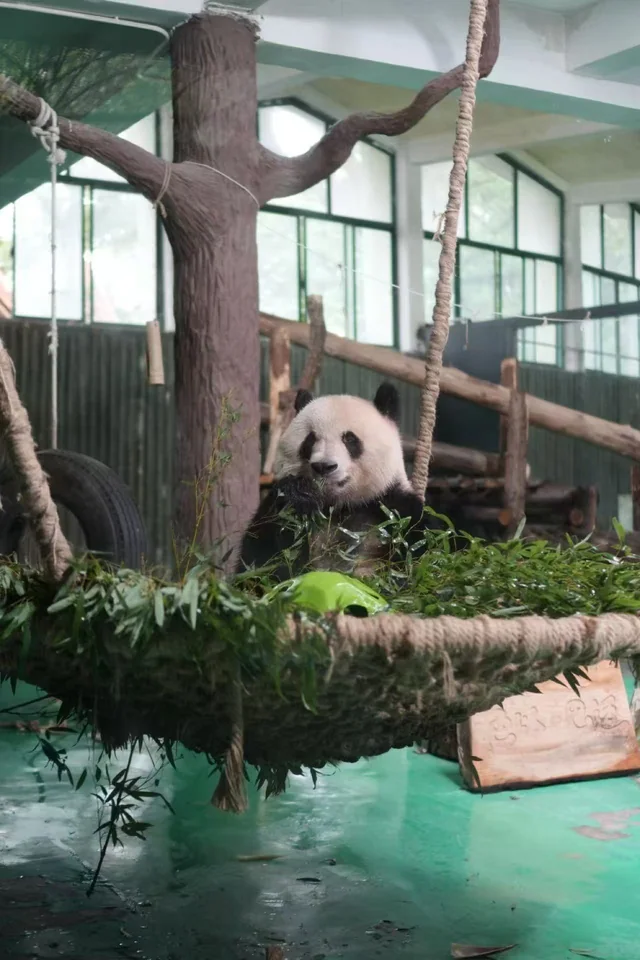 Hefeng, a giant panda
