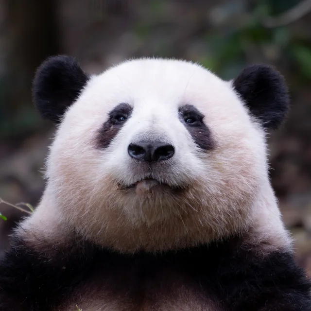 Hehua, a giant panda