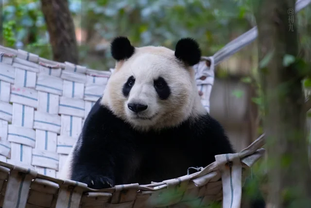 Heye, a giant panda