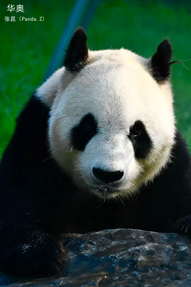 Huaao, a giant panda