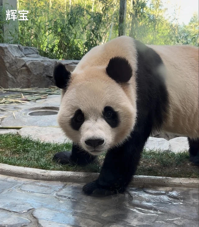 Hui Bao, a giant panda