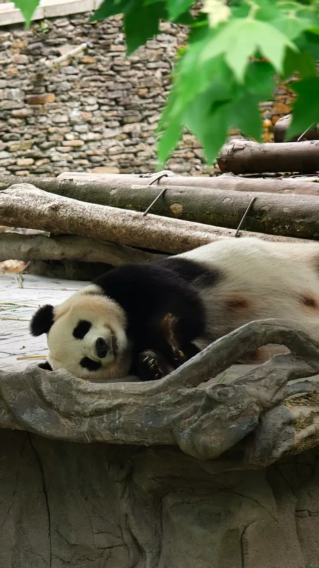 Jiamei, a giant panda