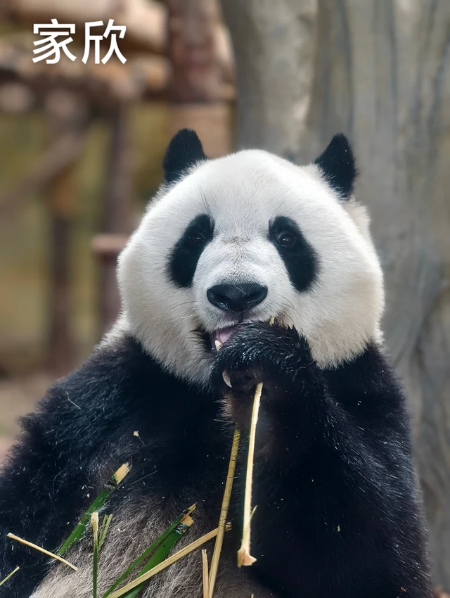 Jiaxin, a giant panda