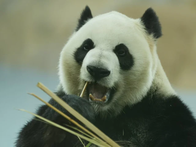 Jia Yueyue, a giant panda